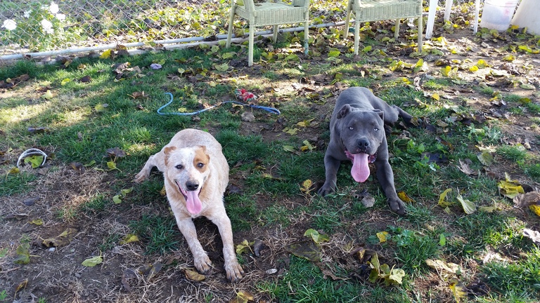Other Photos of thie Dog